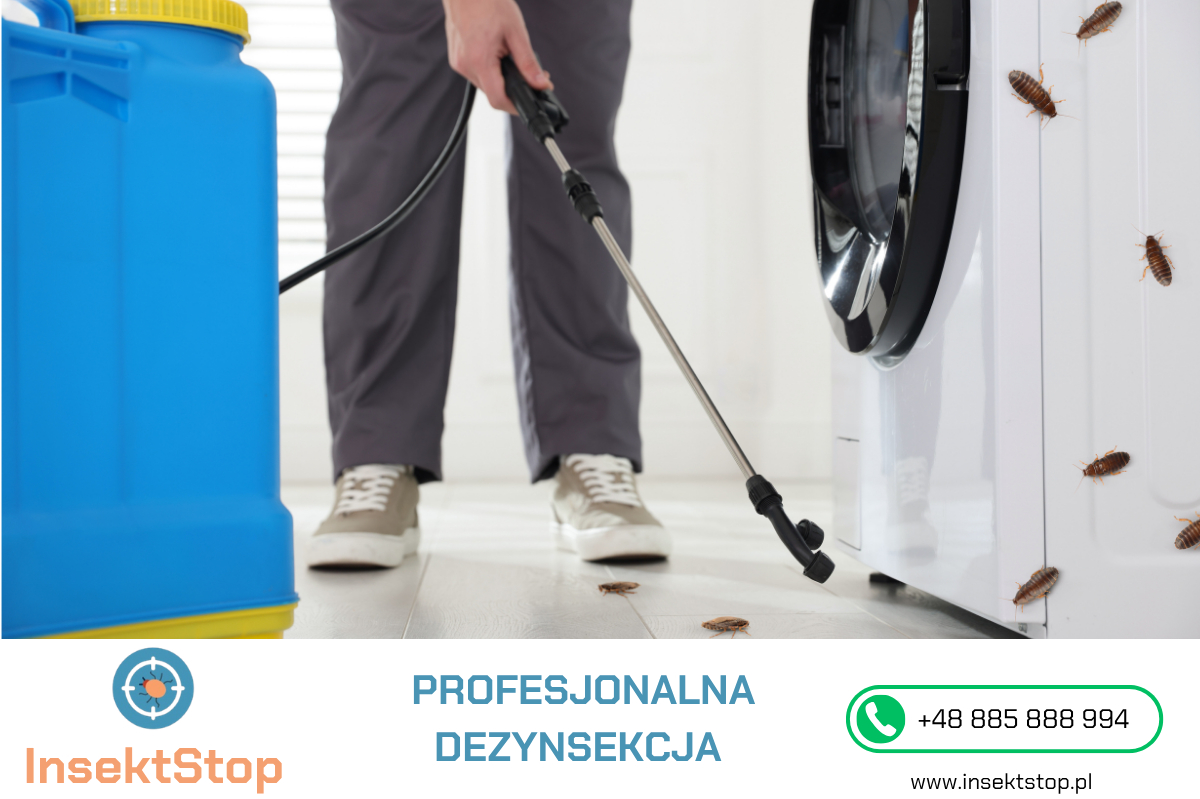 odpluskwianie we Wrocławiu